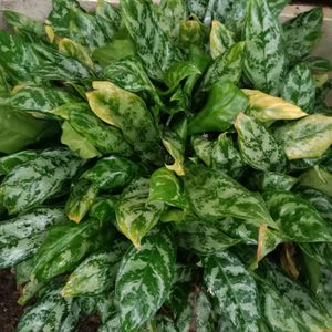 Aglaonema Plant