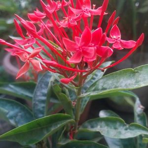 Red Xlora Plant