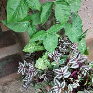 8 To 10 Wandering Jew Plants With Roots