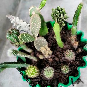 Assorted Cactus (15 Varieties)