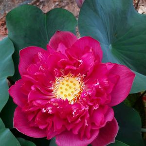 Red Philip Lotus