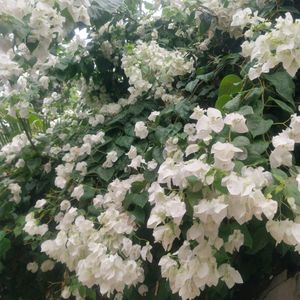 Combo Of 3 Type Parmanent Flower Cutting Available