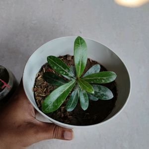 Adenium With Pot & 3 Plant