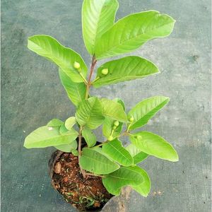 Hybrid Guava Plant