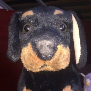 soft toy dog