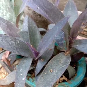 Purple heart Plant