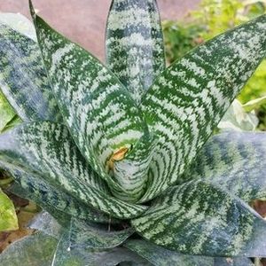 Drawf Snake Plant