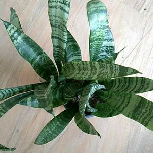 Snake plant Long with pot