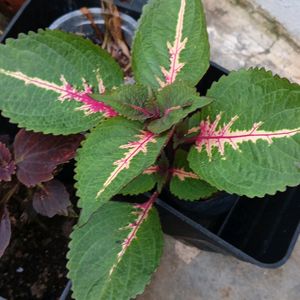 Coleus Plants And Cutting