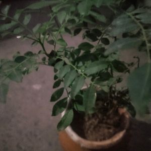 Curry Leaves Healthy Plant With Root