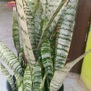 Live Plants, Sanseivera Air Purifier