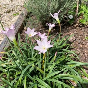 Rainy Lily 🌱🌷🌷🌷🌸🌺💐