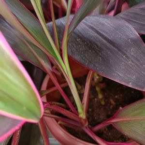 Cordyline Fruticosa Plant+ Caladium Plant Whole