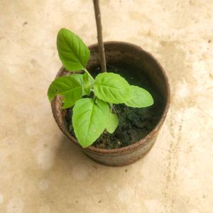 Combo Of 2 Curry Leaf And Tulsi Plant