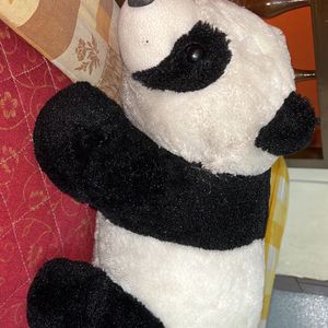 A Medium Size Panda