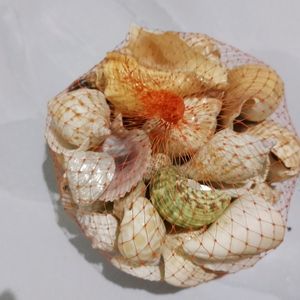 Rainbow Seashell Handcrafted - Seashells for Art