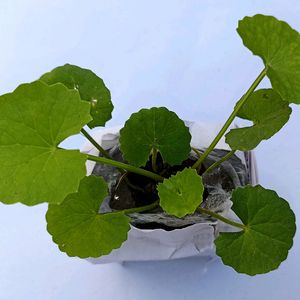 Centella asiatica Plant Shapling.