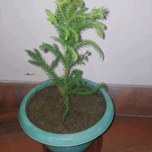 Chritsmas Plant Live  Indoor / Outdoor