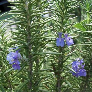 Rosemary Live Plant