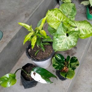 Different Varieties Plants Combo