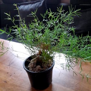 Beautiful Fern ☘️in Pot