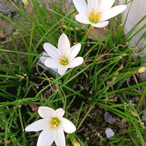 2 Variety Rain Lily