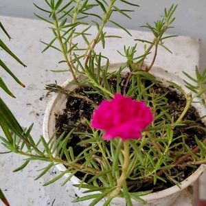 🌵Portulaca grandiflora plant & Pot