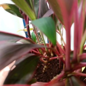 Cordyline Fruticosa Plant