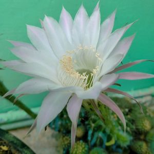 Echinopsis Purple White