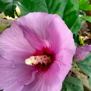 Hibiscus Rosa-sinensis Chinese Hibciscus