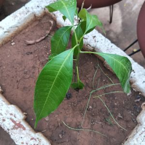 Mango Plant