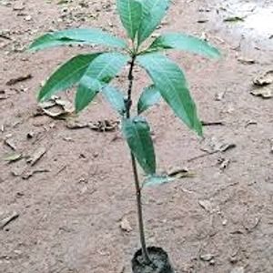 Hybrid Mango Shapling Plant