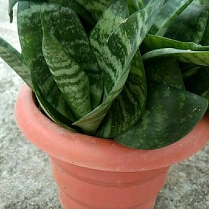 Snake Plant with pot