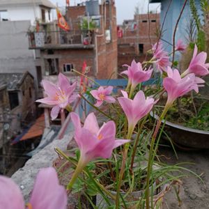 Rain Lilies