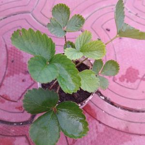 Strawberry 🍓 Live Plant