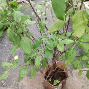 Vairegated Big Size Healthy Tulsi Plant With Root