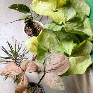 Cuttings And Rooted Mix Plants Combo Offer