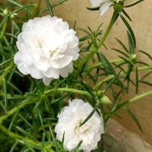 Offer 🎉🎉 Combo Of 4 Portulaca Plants Cutting 💐