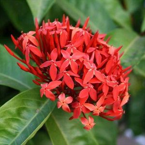 IXORA / RANGON PLANT