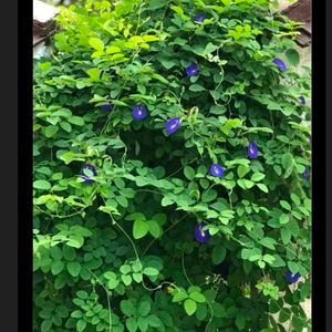 Butterfly Pea Flower/ Gokarana Seeds