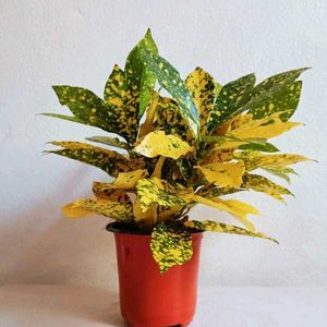 2 Croton Plant