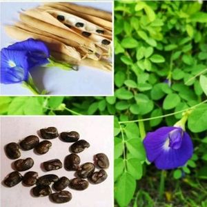 Aprajita Plant Seeds (20 Per Packet)