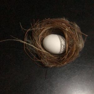 Rare Bird Nest