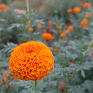 Marigold Plant 5 Pic Combo