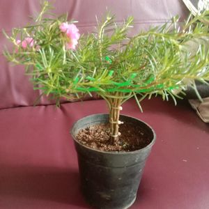 Button Rose Or Time Flower In The Shape Of Bonsai