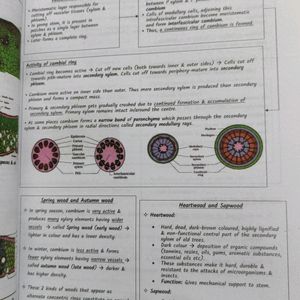 Xylem Biology Neet Notes