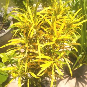 Lemon Croton Plant With Pot