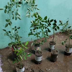 Pink Roz Plants