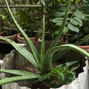 1 Pc Aloe Vera baby Plant In 4" Nursery Pot