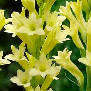 Yellow Rajnigandha Flower Bulbs 2 Pcs